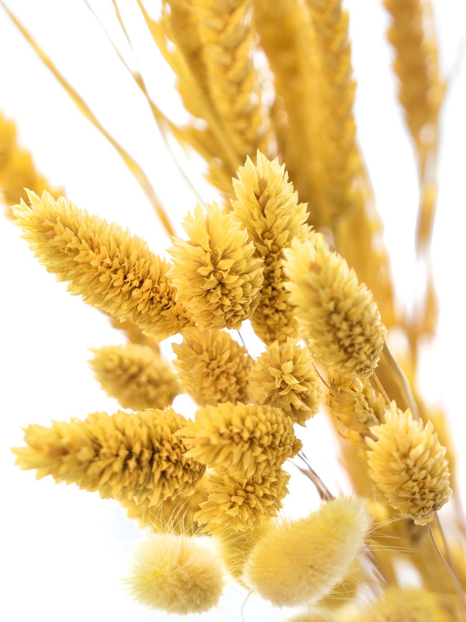 blumigo-trockenblumen-indian-mustard-mix-trockenstrau-gelb image 1