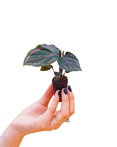 plnts-babyplnts-calathea-medallion-gebetspflanze-15cm image 8
