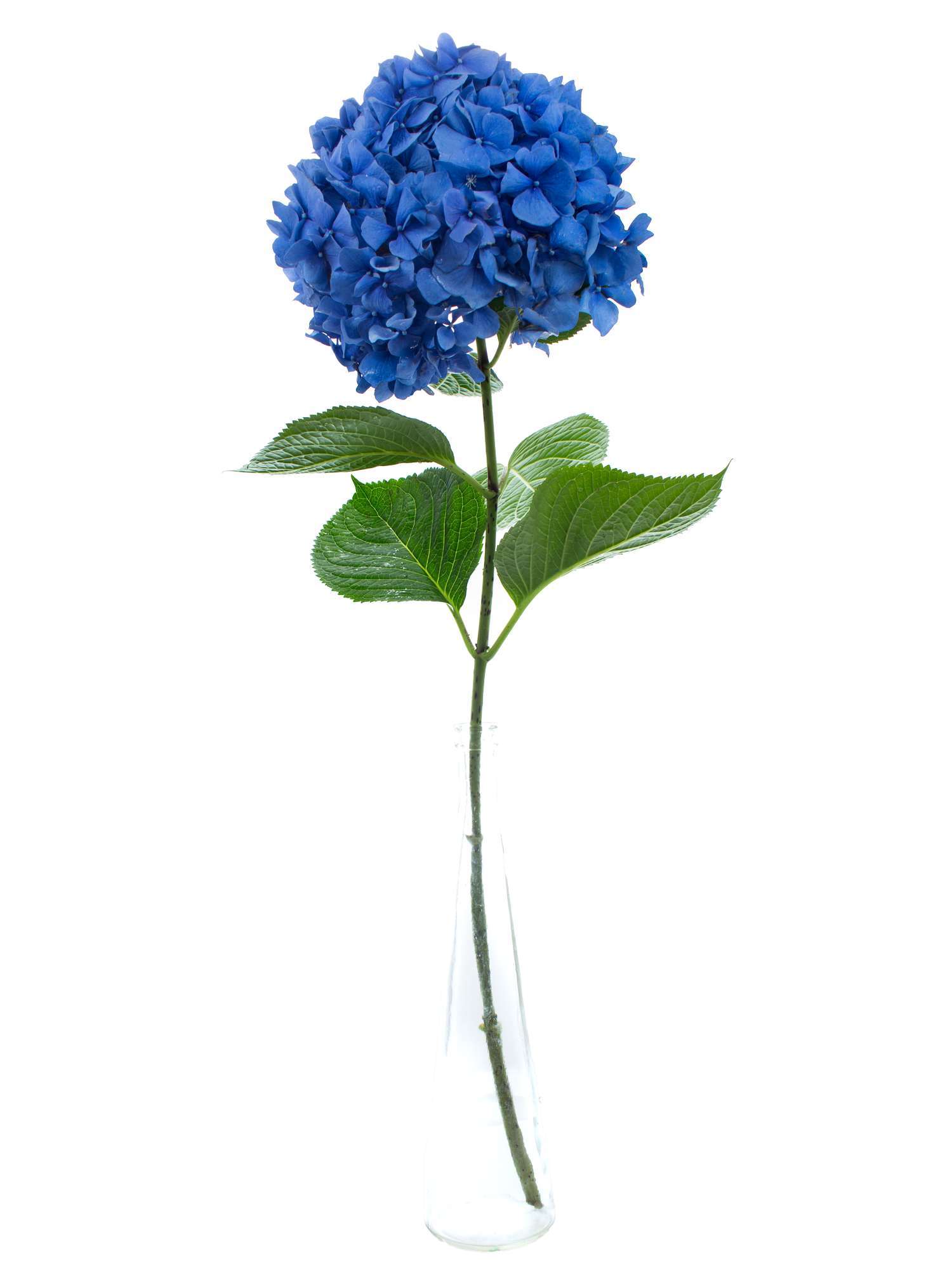 blumigo-hortensien-hortensie-pimpernel-schnittblume-blau image 2