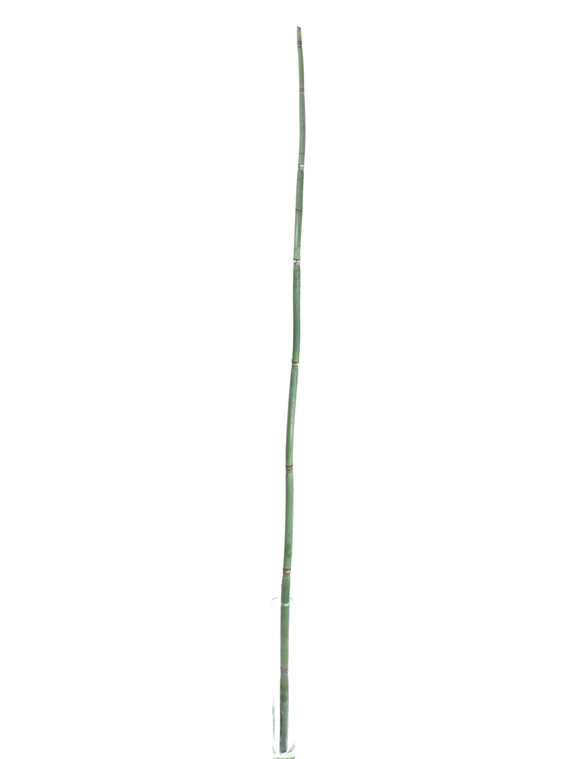 blumigo-zweige-bambus-im-bund-zweig-f-r-vase image 3