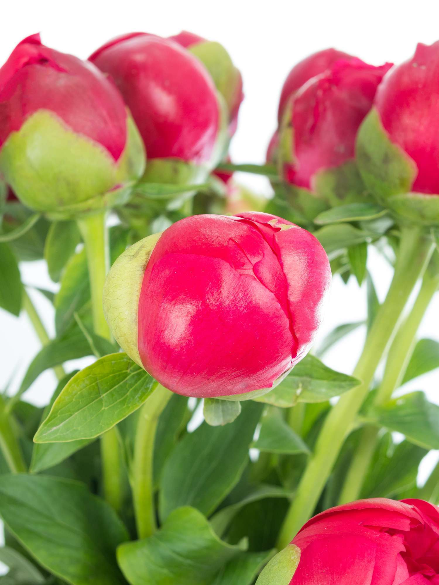 blumigo-pfingstrosen-command-performance-schnittblumen-rot-pink-creme image 3