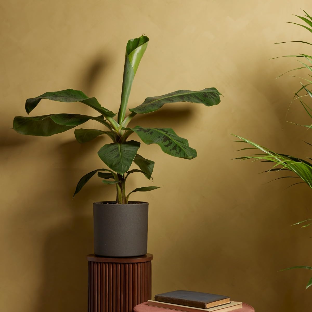 plnts-rareplnts-musa-dwarf-cavendish-bananenpflanze-90cm image 7