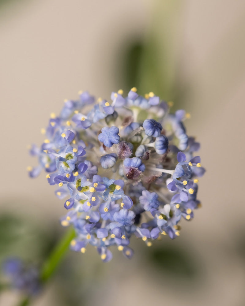 feey-amsterdam-blaue-s-ckelblume-strauch-ohne-topf image 2