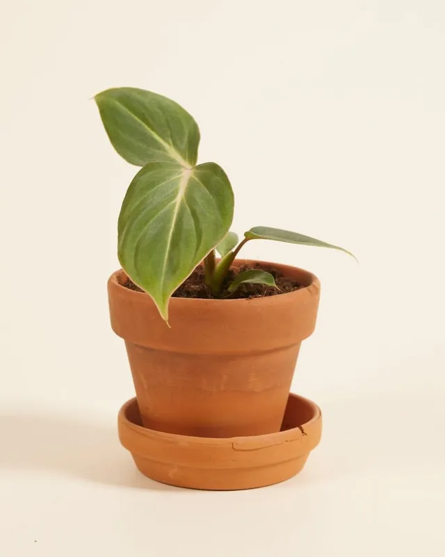 plnts-babyplnts-philodendron-gloriosum-steckling-3-cm-jungpflanze-8-cm-luftreini image 1