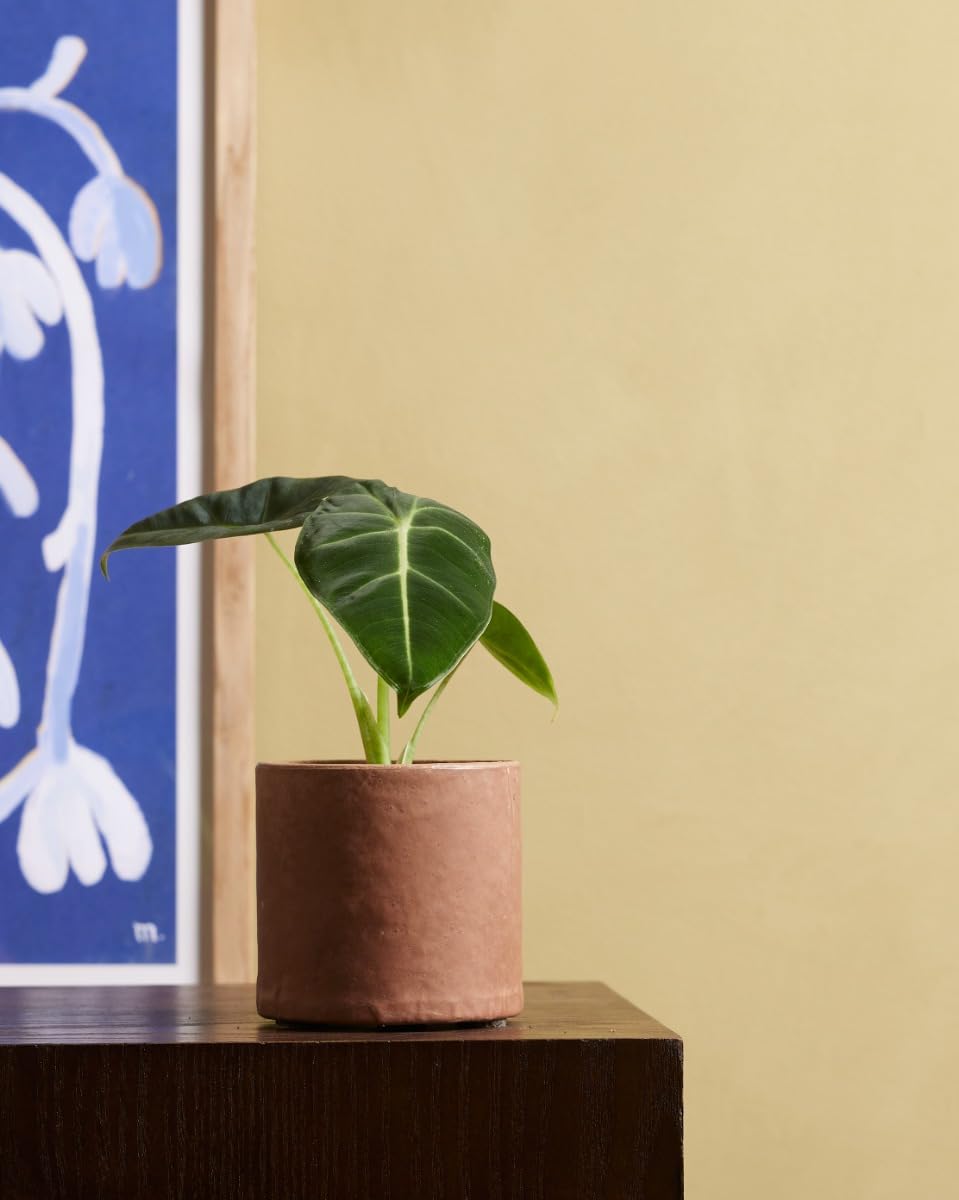 plnts-baby-alocasia-frydek-zimmerpflanze-steckling-15cm image 6