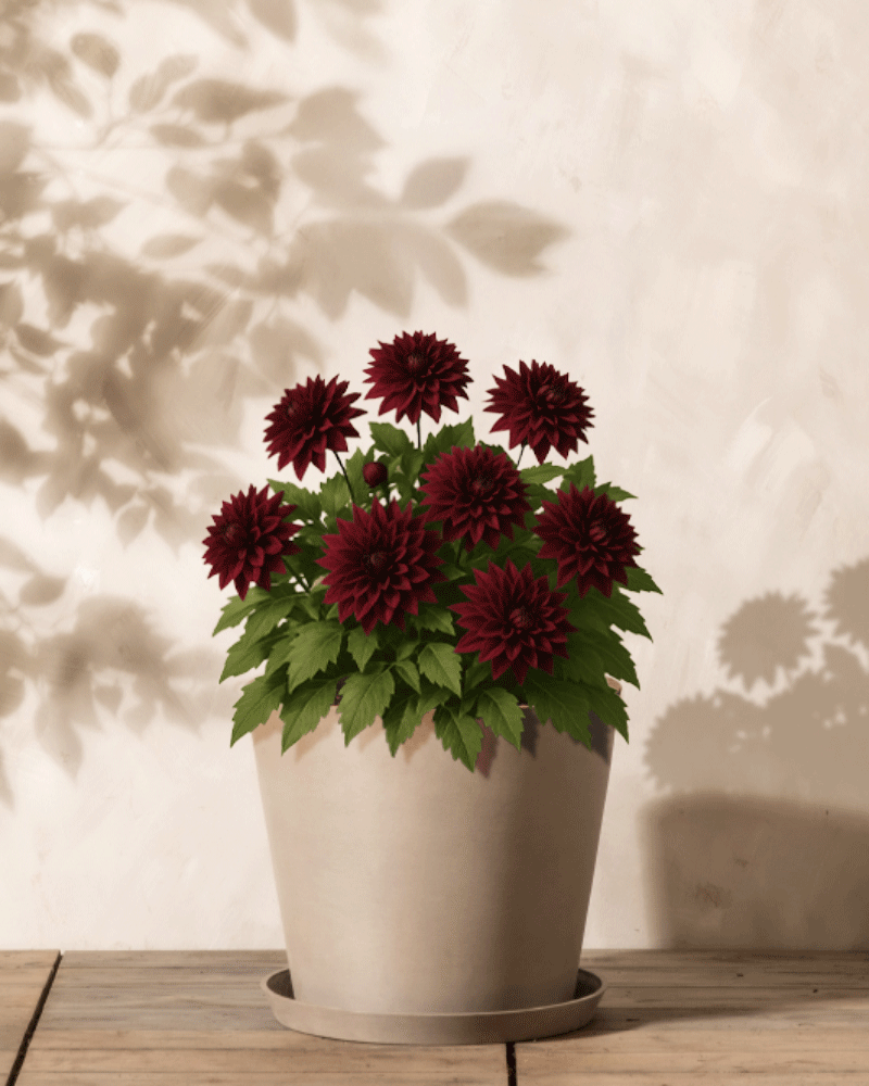 feey-amsterdam-dahlie-dunkelrot-knollen-3-stk-black-jack image 1