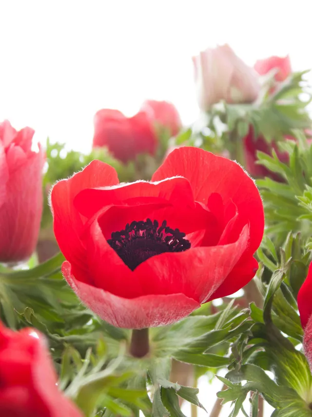 blumigo-anemonen-xl-mistral-rot-schnittblumen image 1