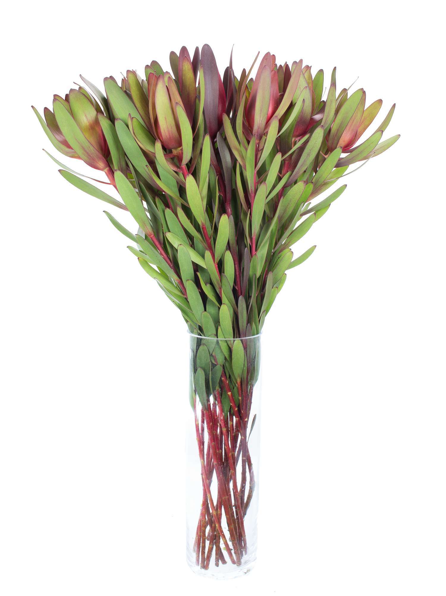 blumigo-proteen-leucadendron-safari-sunset-rot-gr-n-exotisch image 2