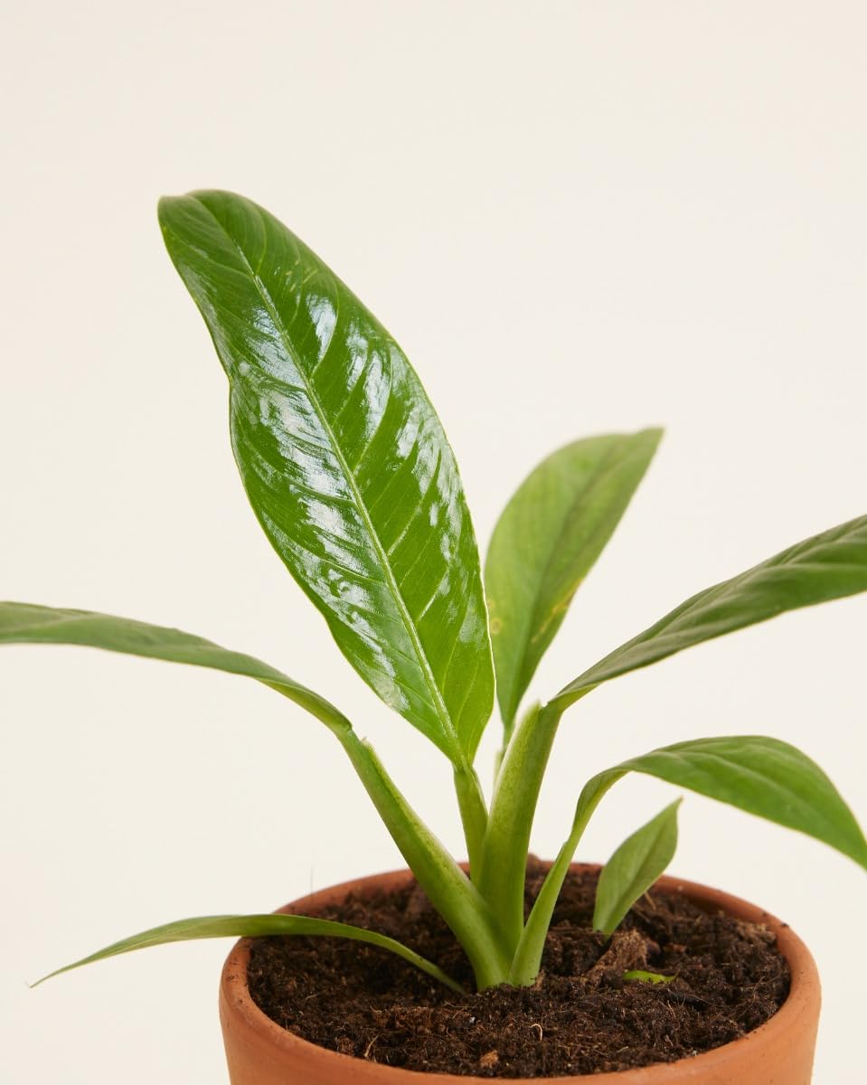 plnts-baby-philodendron-campii-zimmerpflanze-8-cm-pflegeleicht image 3