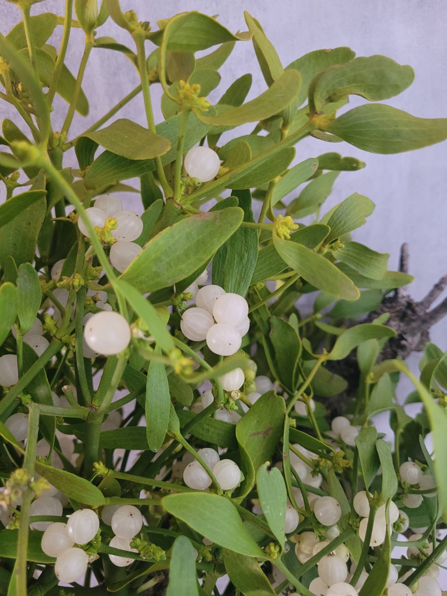 blumigo-adventskr-nze-xl-mistelkrone-tannengr-n-kranz image 6