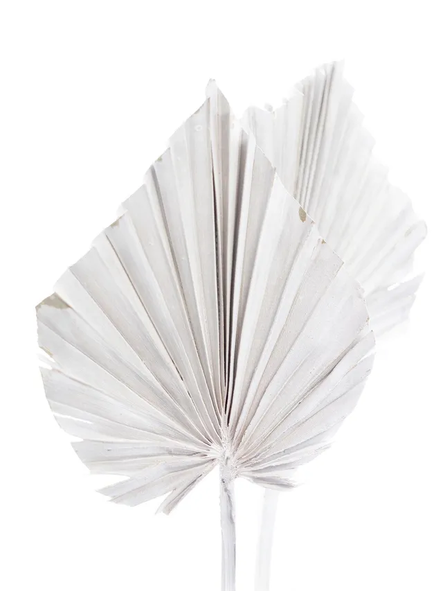blumigo-trockenblumen-palm-spear-getrocknet-gewei-t-stiel image 1