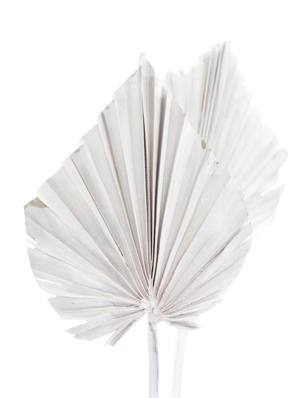 blumigo-trockenblumen-palm-spear-getrocknet-gewei-t-stiel image 1