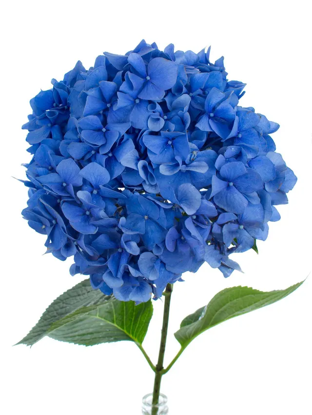 blumigo-hortensien-hortensie-pimpernel-schnittblume-blau image 1