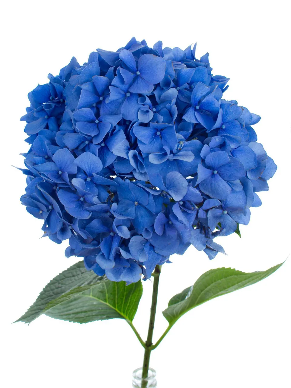 blumigo-hortensien-hortensie-pimpernel-schnittblume-blau image 1
