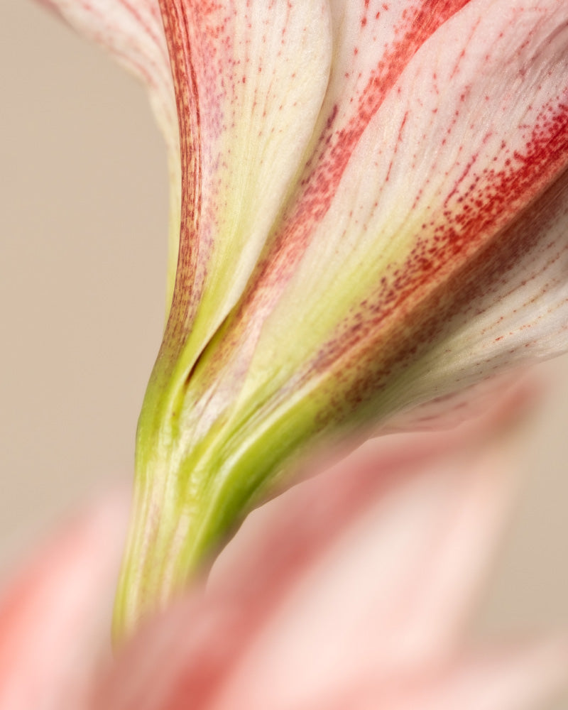 feey-amsterdam-amaryllis-blumenzwiebel-ohne-bertopf-winterbl-her image 7