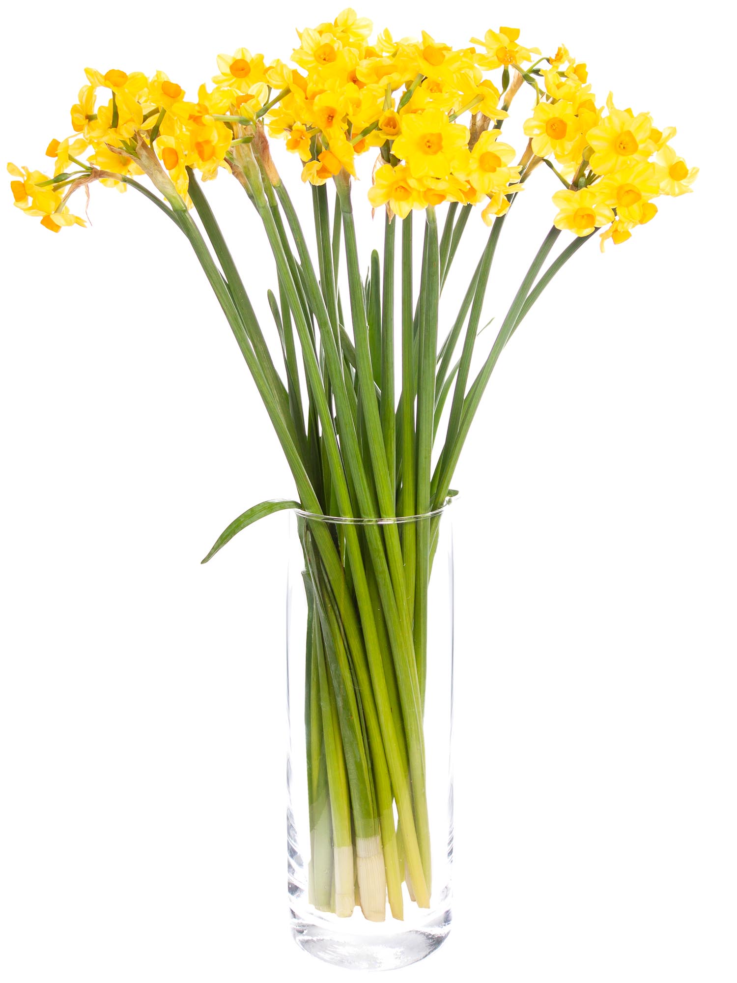blumigo-fr-hlingsknollen-narzissen-soleil-d-or-gelb-orange-stiel image 2