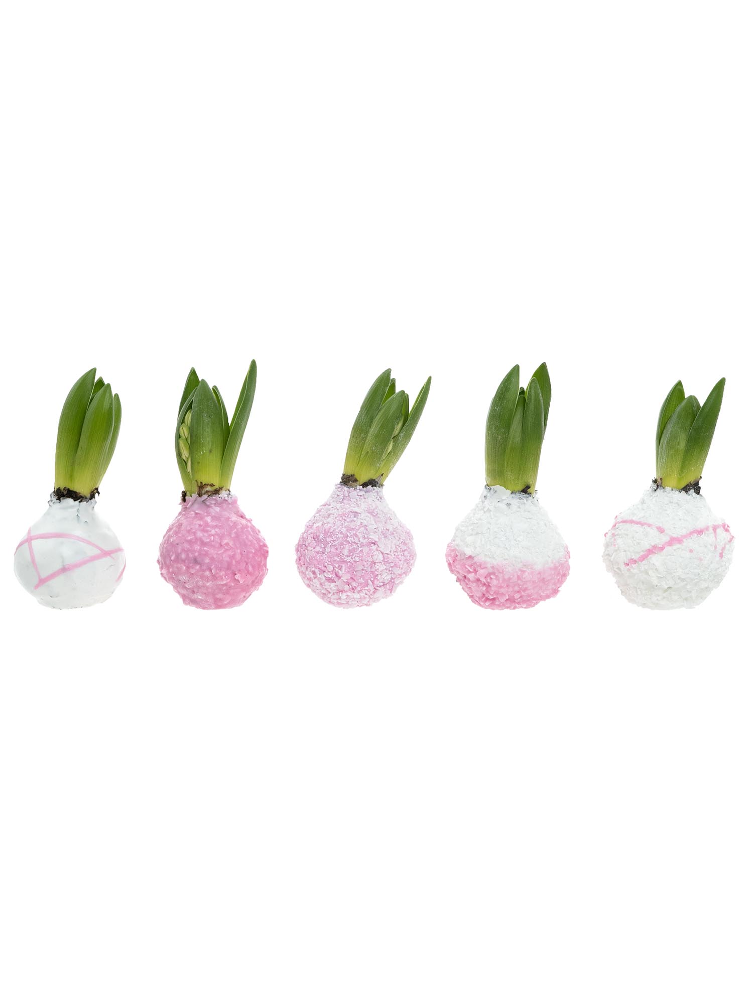 blumigo-fr-hlingsknollen-hyazinthenknollen-farbmix-rosa image 2