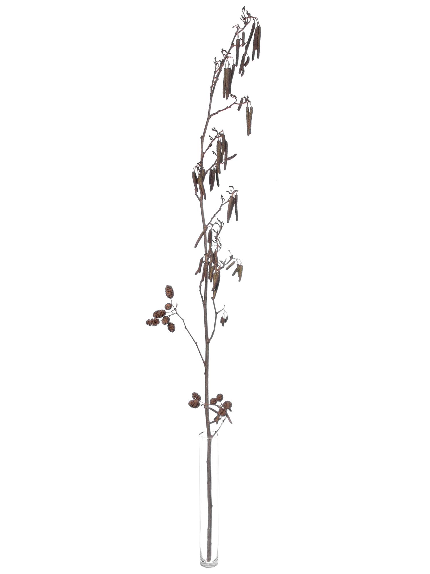 blumigo-zweige-erlenzweige-mit-fruchtst-nden-natur image 3