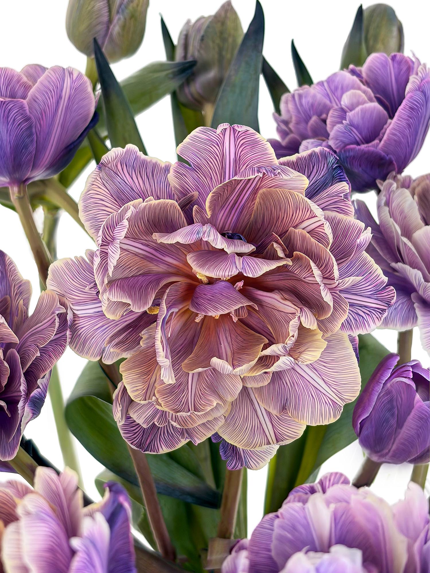 blumigo-tulpen-double-violet-grau-violett-gef-llt image 1