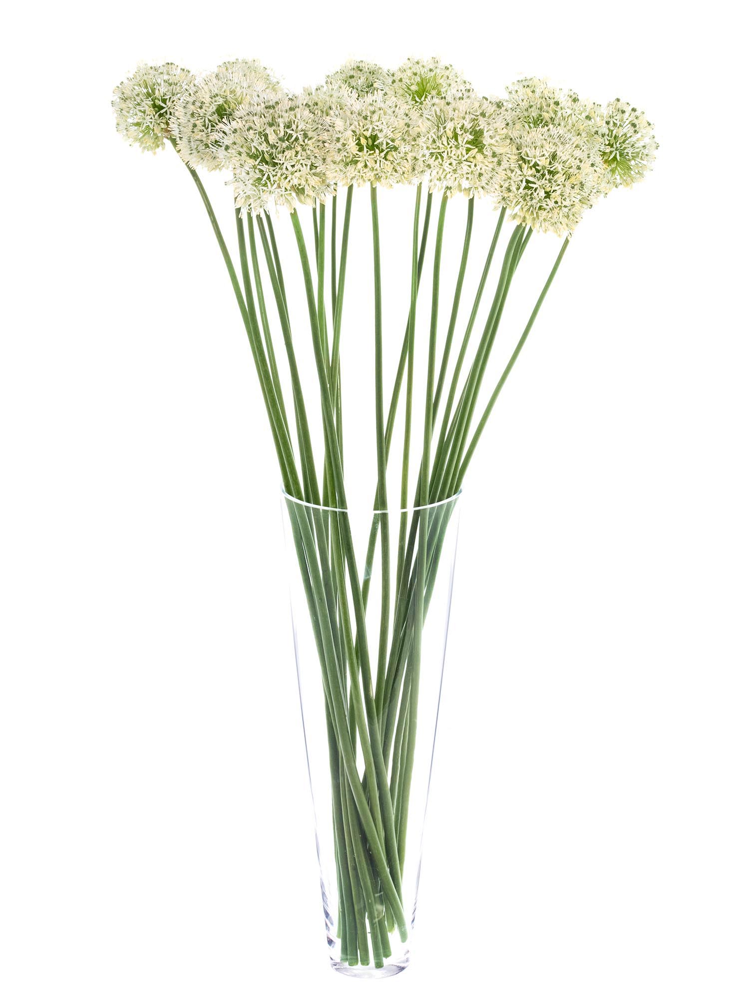 blumigo-allium-mount-everest-wei-blumenzwiebel image 2