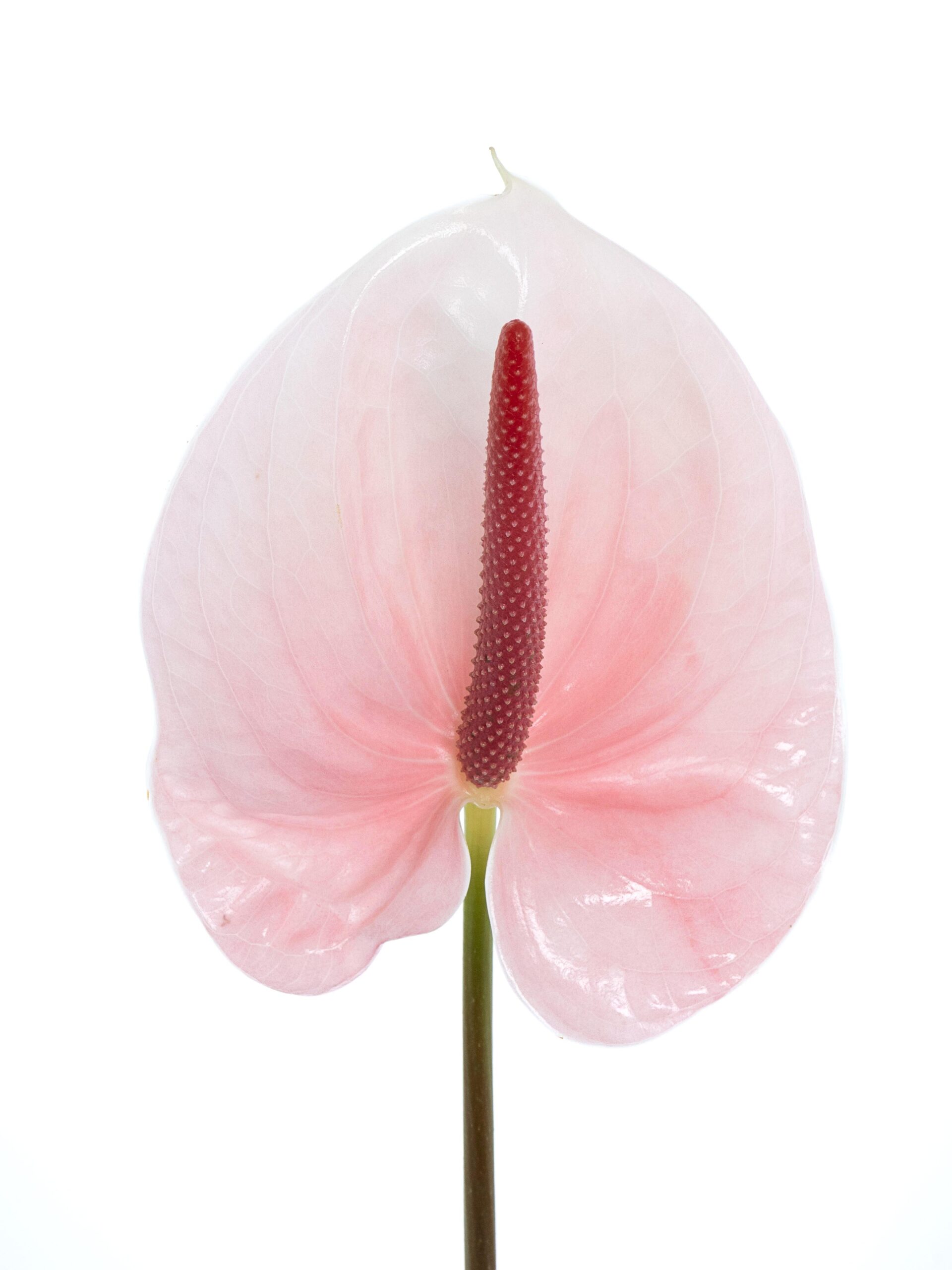 blumigo-anthurie-lunette-schnittblume-rosa-pink image 2