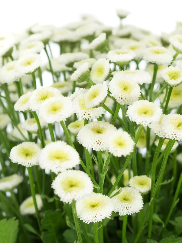 blumigo-tanacetum-parthenium-mutterkraut-wei-stiel image 1