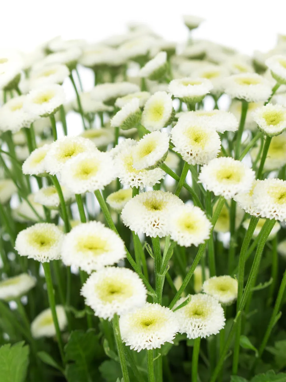 blumigo-tanacetum-parthenium-mutterkraut-wei-stiel image 1