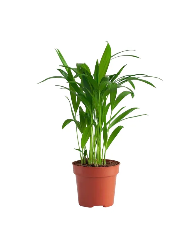 plnts-rareplnts-areca-lutescens-12-cm-topf-35-cm-palme image 1