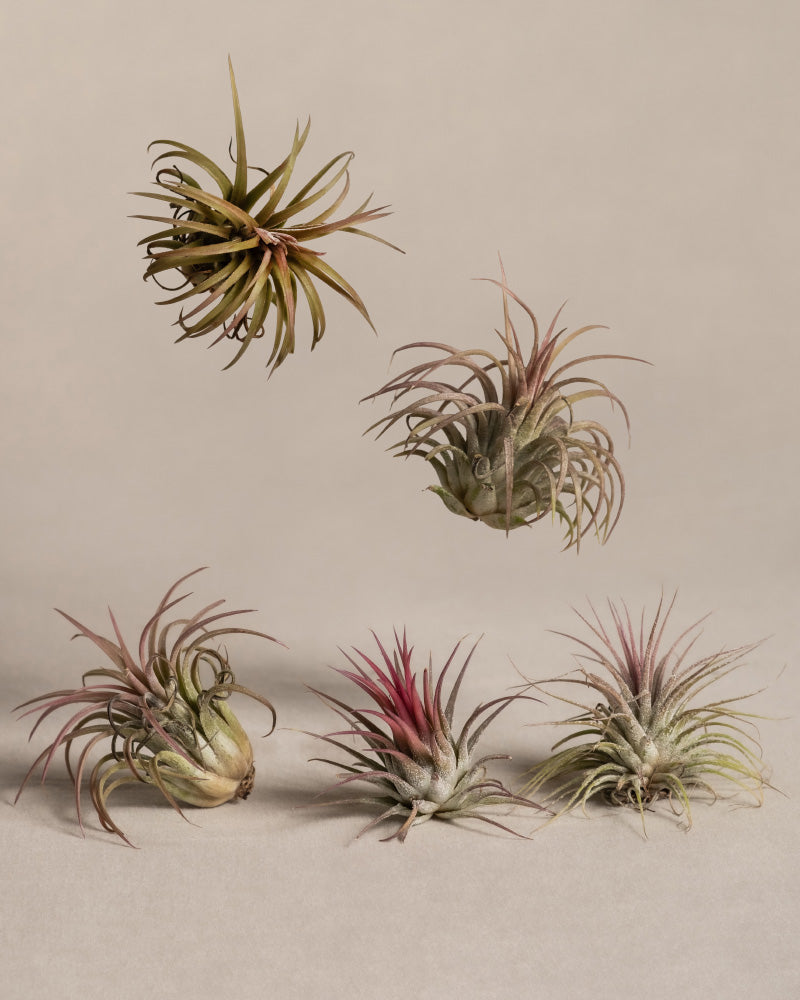 feey-variado-luftpflanzen-pink-tillandsia-5-st-ck image 3