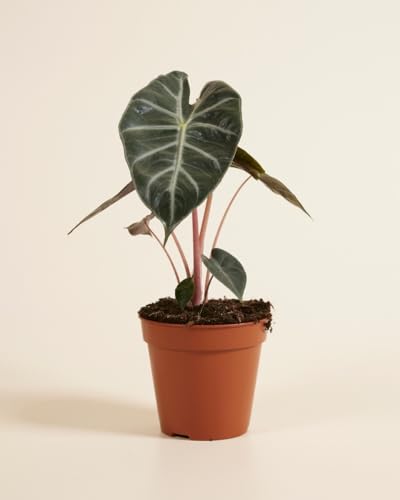 plnts-rareplnts-alocasia-pink-dragon-pfeilblatt-25-cm image 8