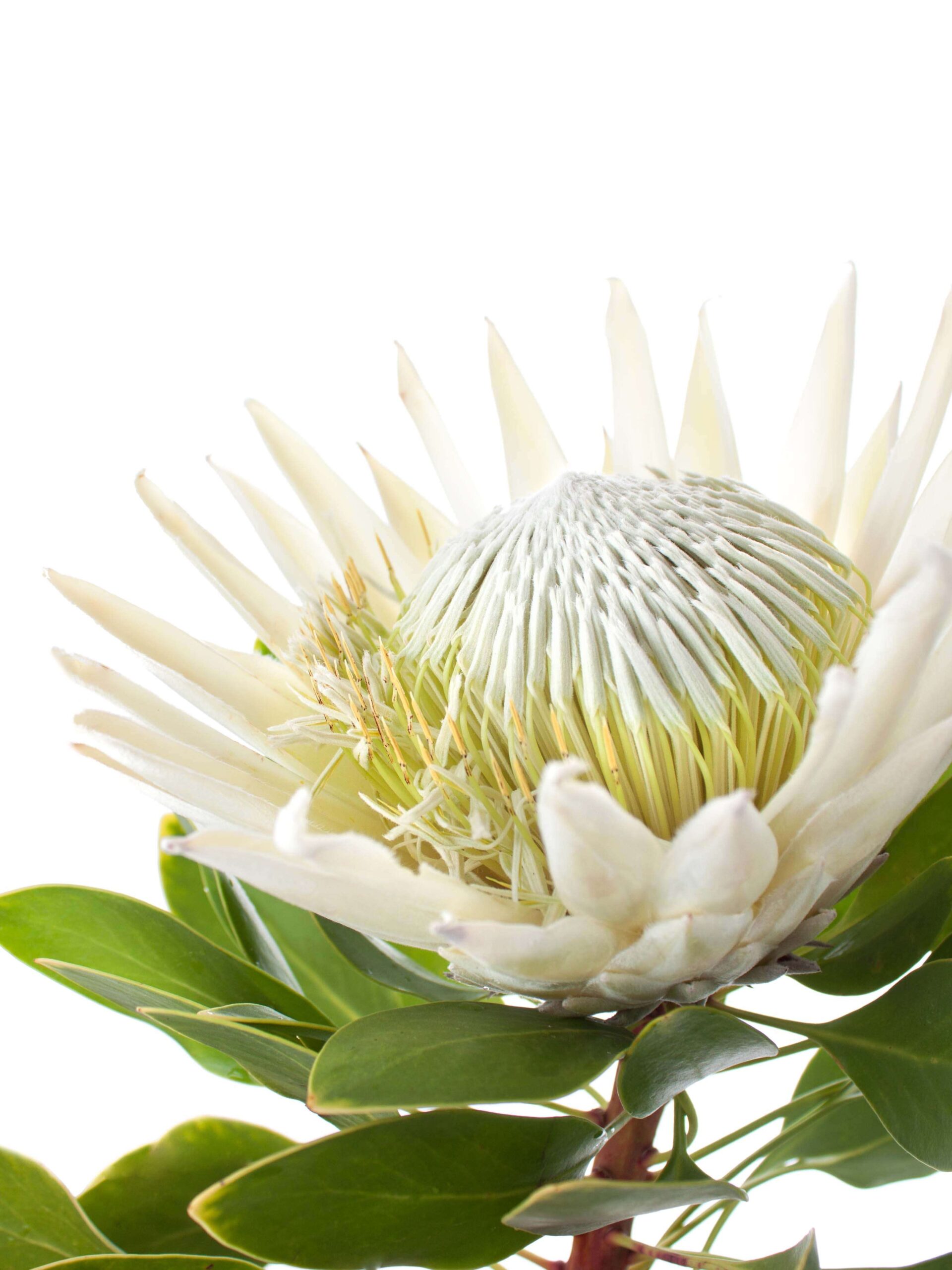 blumigo-protea-cynaroides-arctic-ice-schnittblume-wei image 1