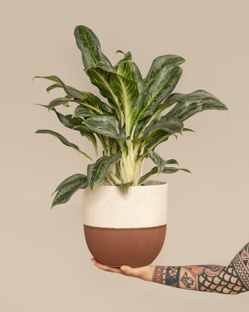 feey-variado-aglaonema-emerald-stone-zimmerpflanze-ohne-bertopf image 1
