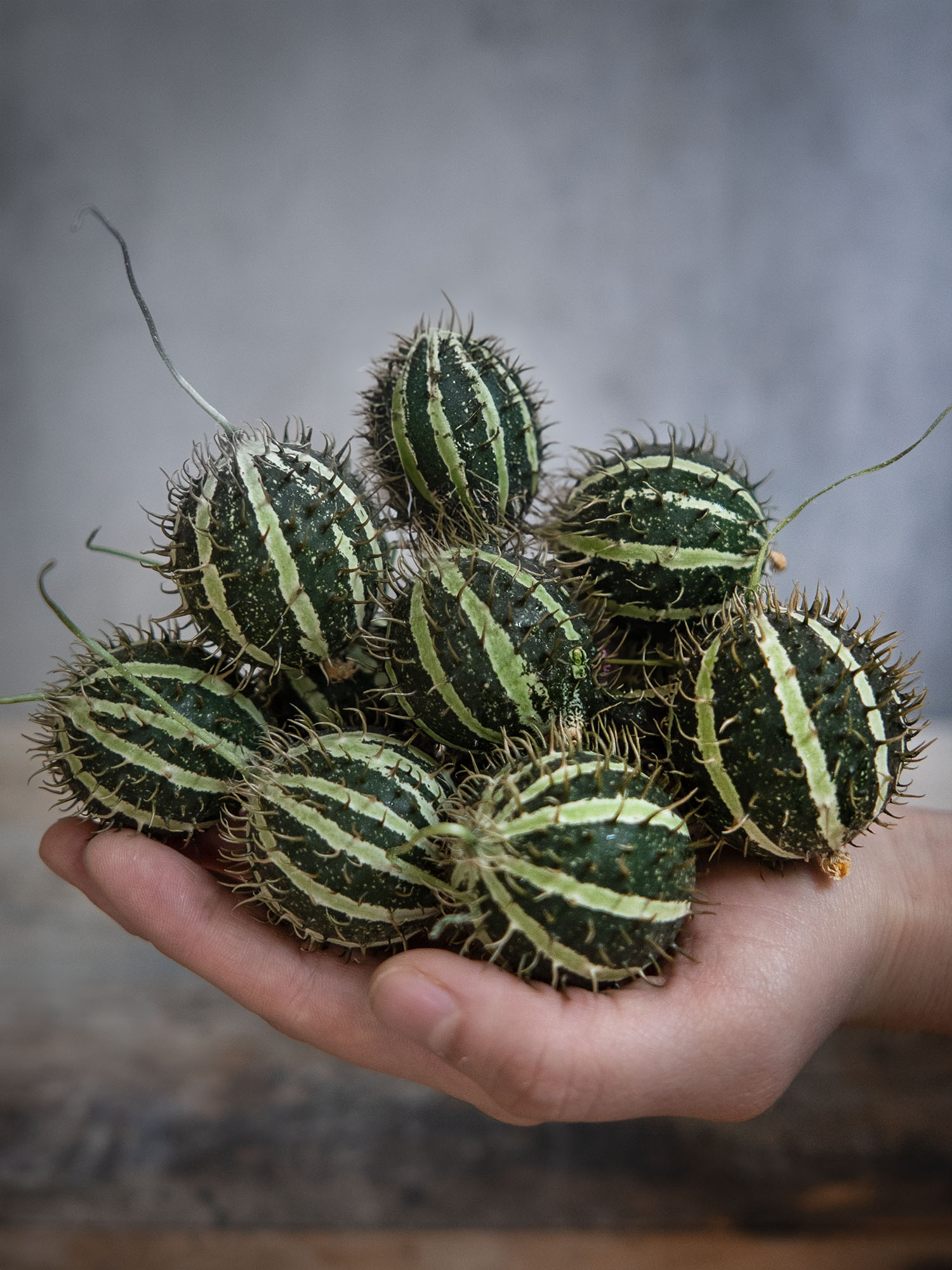 blumigo-cucumis-mirio-ziergurken-mini-gr-n-gestreift image 1