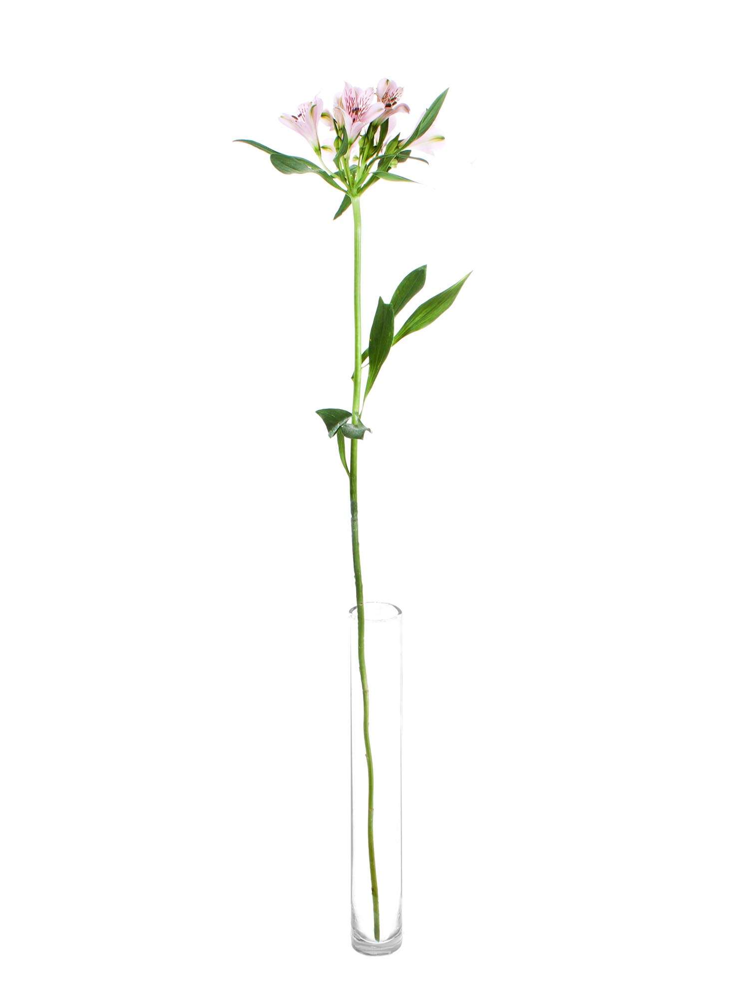 blumigo-alstr-merien-pink-floyd-schnittblumen-rosa image 3