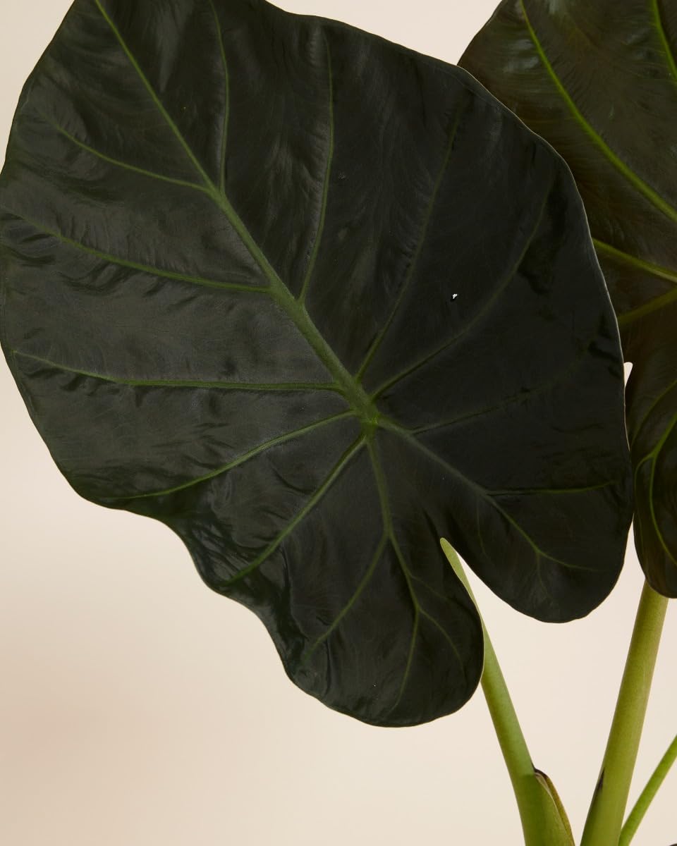 plnts-rareplnts-alocasia-regal-shield-zimmerpflanze-55-cm-elefantenohr image 3