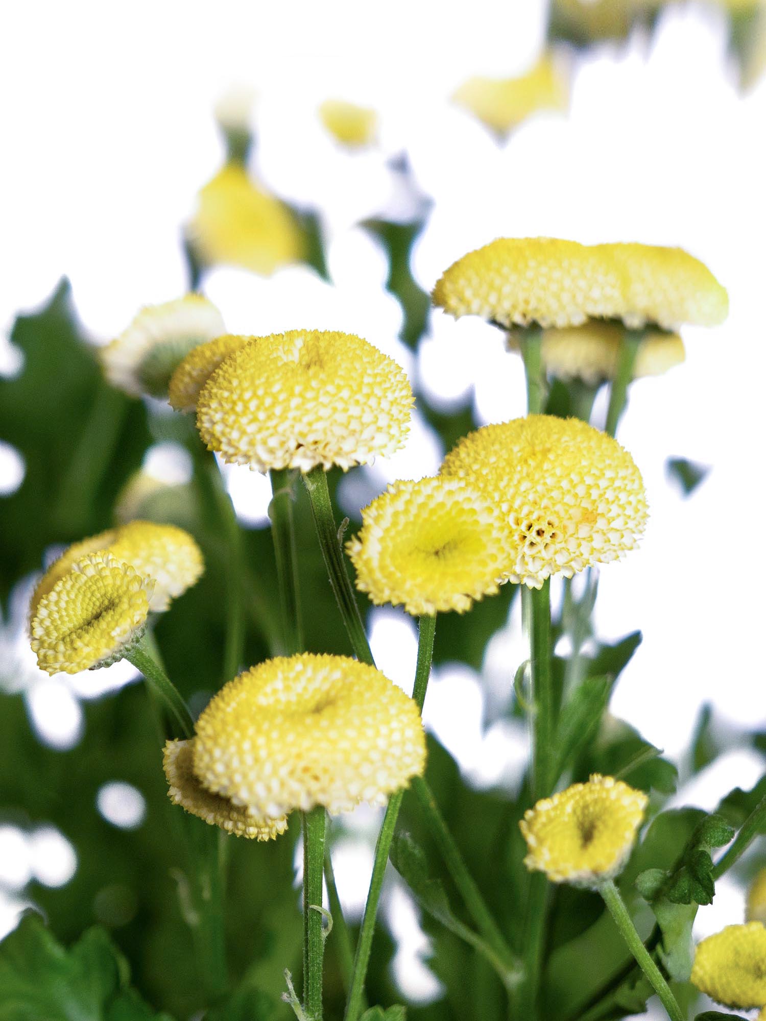blumigo-tanacetum-amazone-blume-gelb image 3