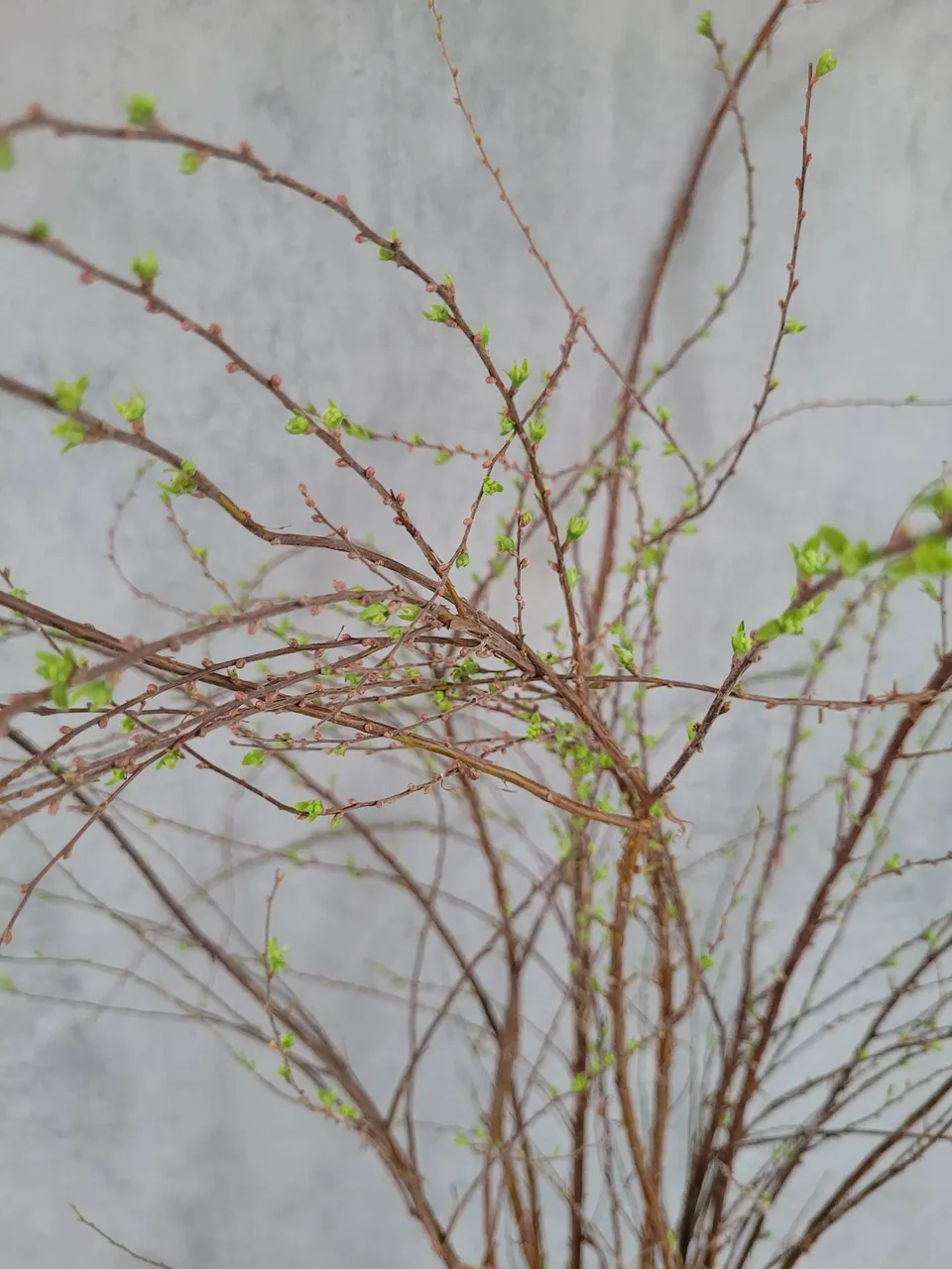 blumigo-blattwerk-spirea-snowmound-schnittgr-n-gr-n-bindegr-n-frisch image 1