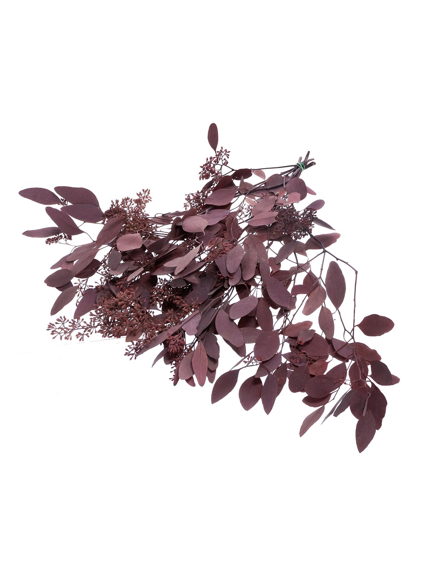 blumigo-eukalyptus-populus-beeren-trockenblumen-rot-konserviert image 3