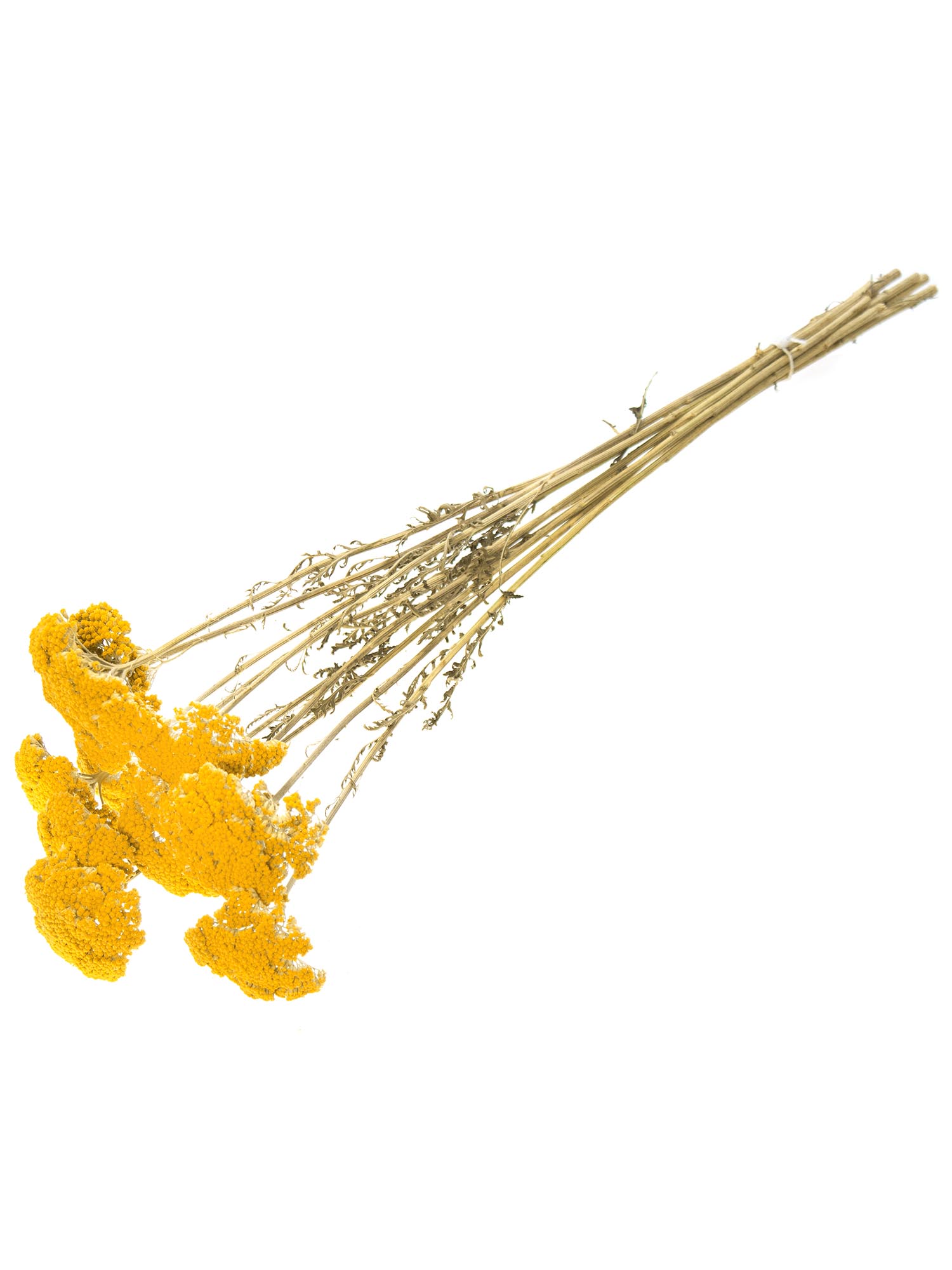 blumigo-trockenblumen-achillea-schafgarbe-trockenblume-gelb image 3