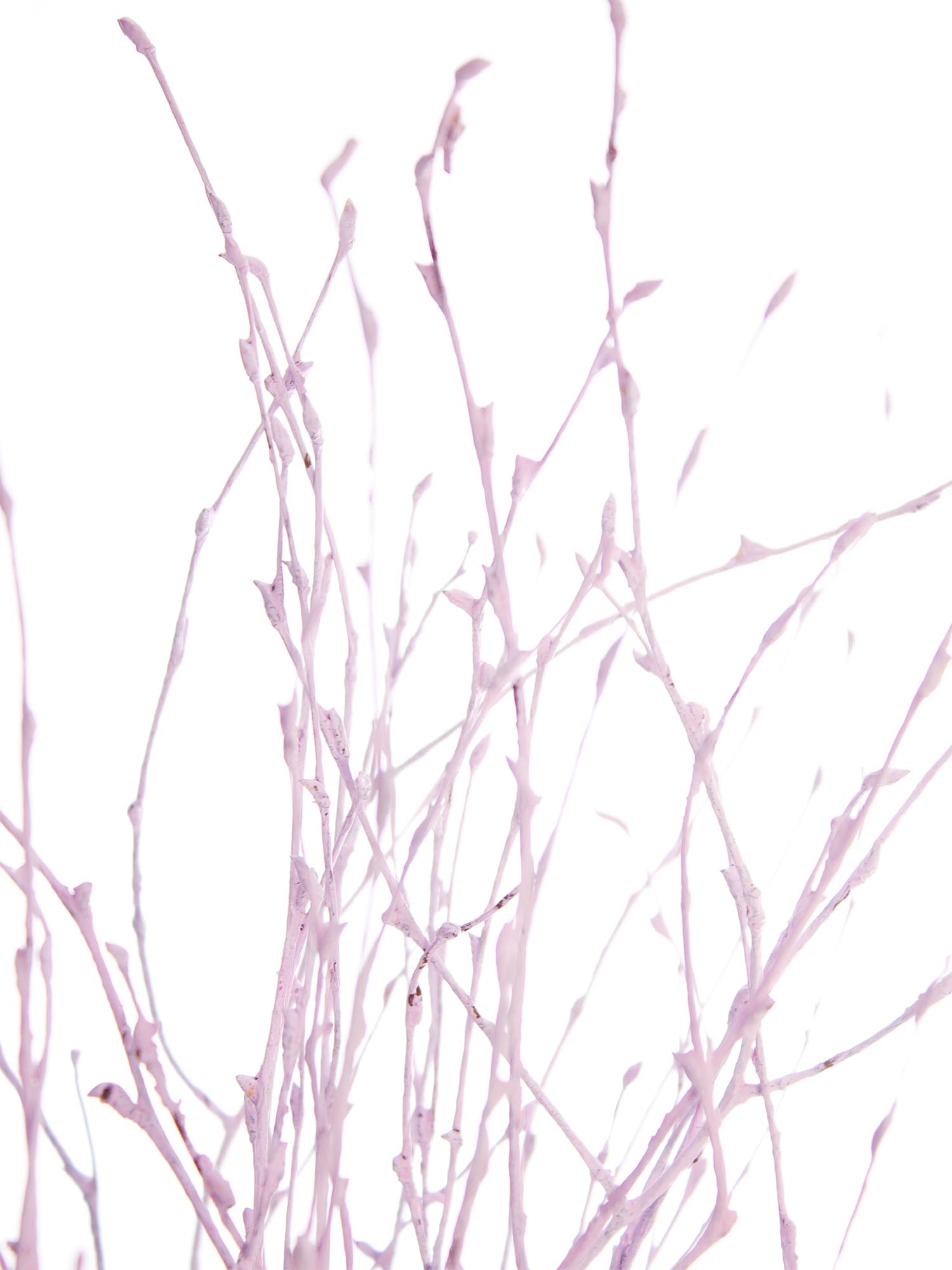 blumigo-zweige-birkenzweige-gef-rbt-rosa-deko image 1