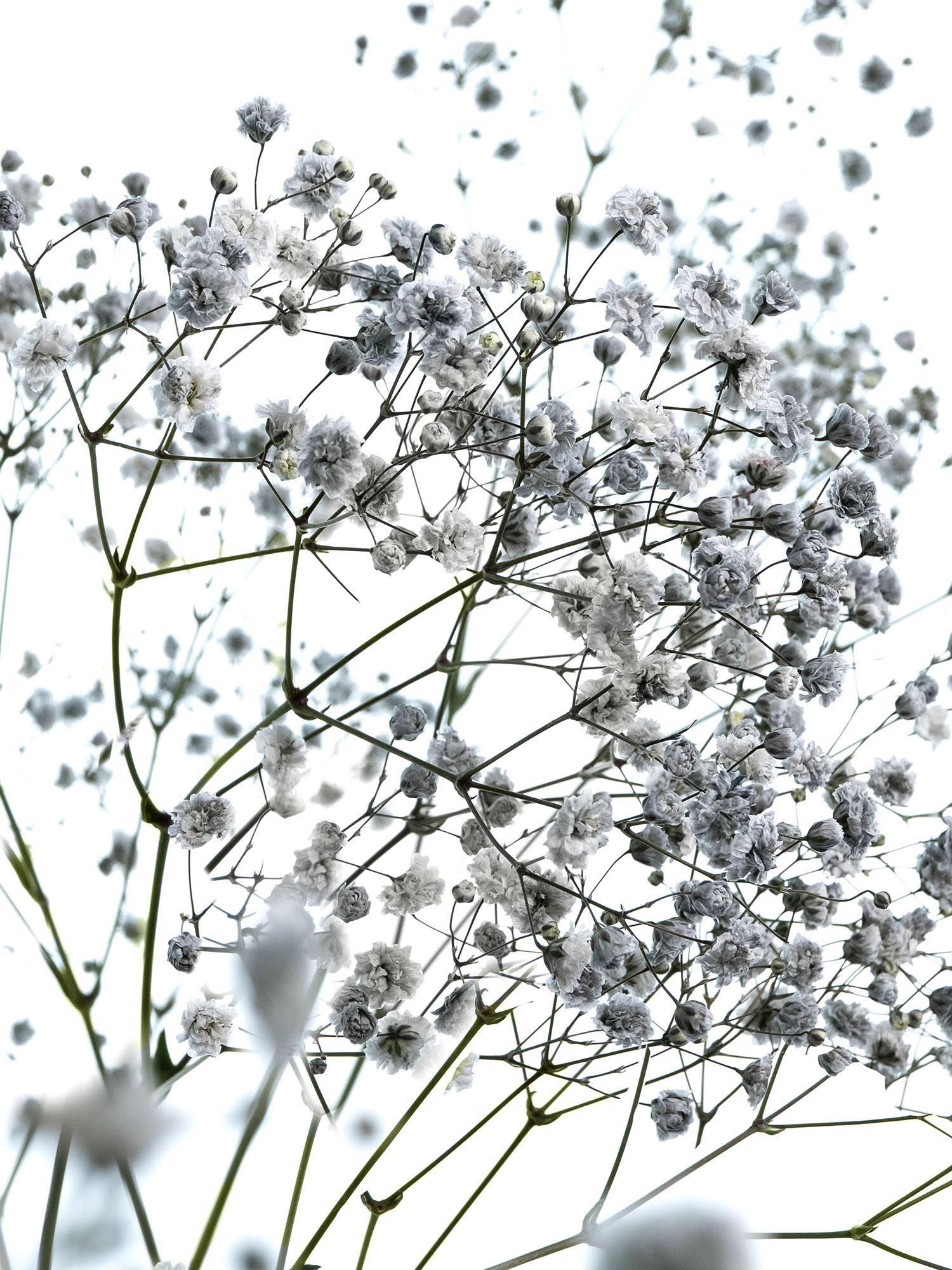 blumigo-schleierkraut-painted-schnittblume-grau-trocken-option image 1