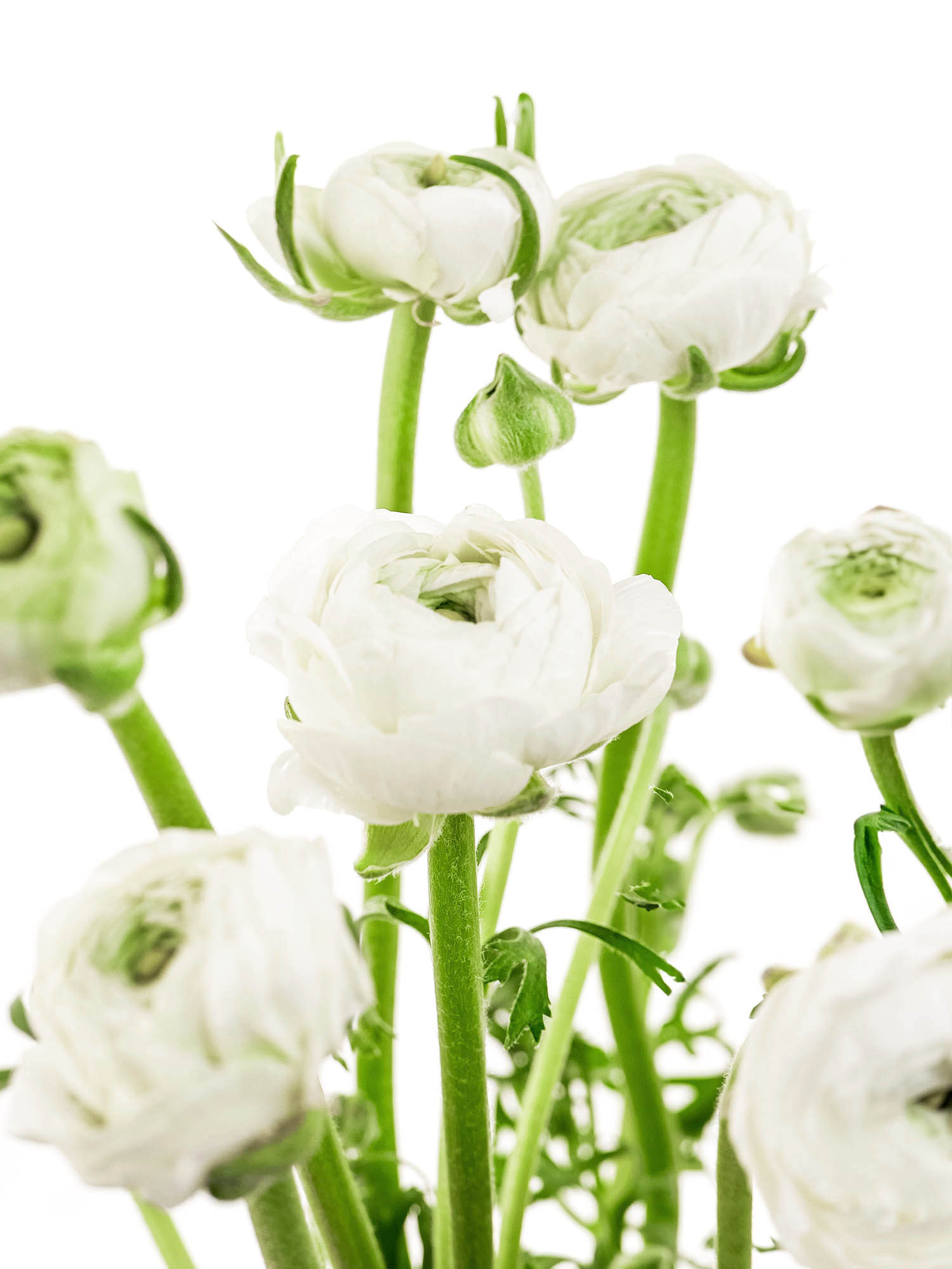 blumigo-ranunkeln-elegance-white-ranunkel-wei-einzelstiel image 1