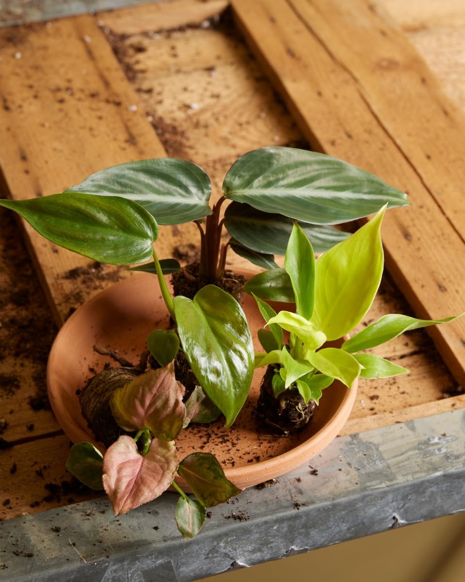 plnts-babyplnts-baby-philodendron-moonlight-zimmerpflanze-20cm image 4