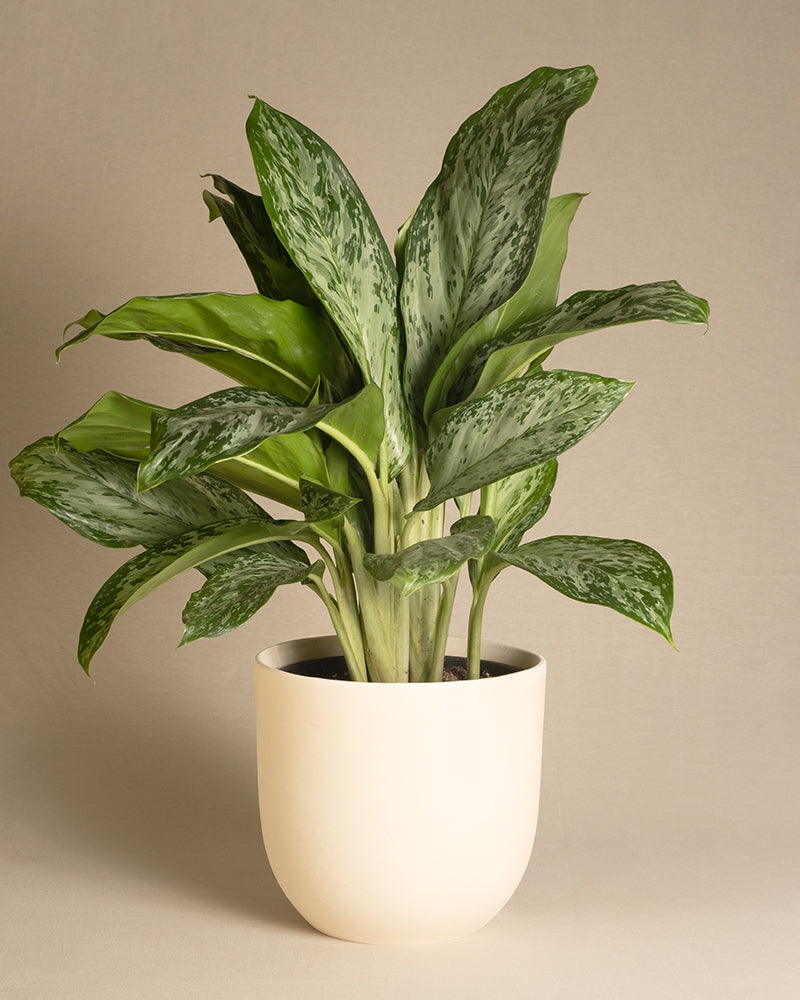 feey-variado-aglaonema-greenlight-zimmerpflanze-ohne-bertopf image 6
