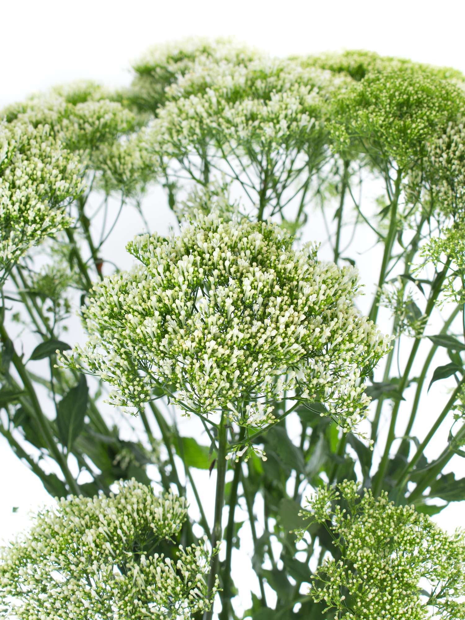 blumigo-trachelium-lake-powel-schnittblumen-wei image 1