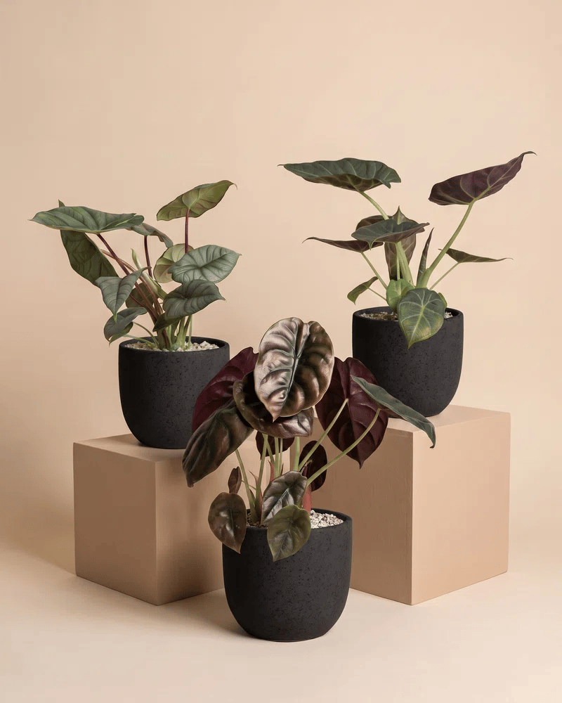 feey-variado-alocasia-trio-zimmerpflanzen-3er-set image 5