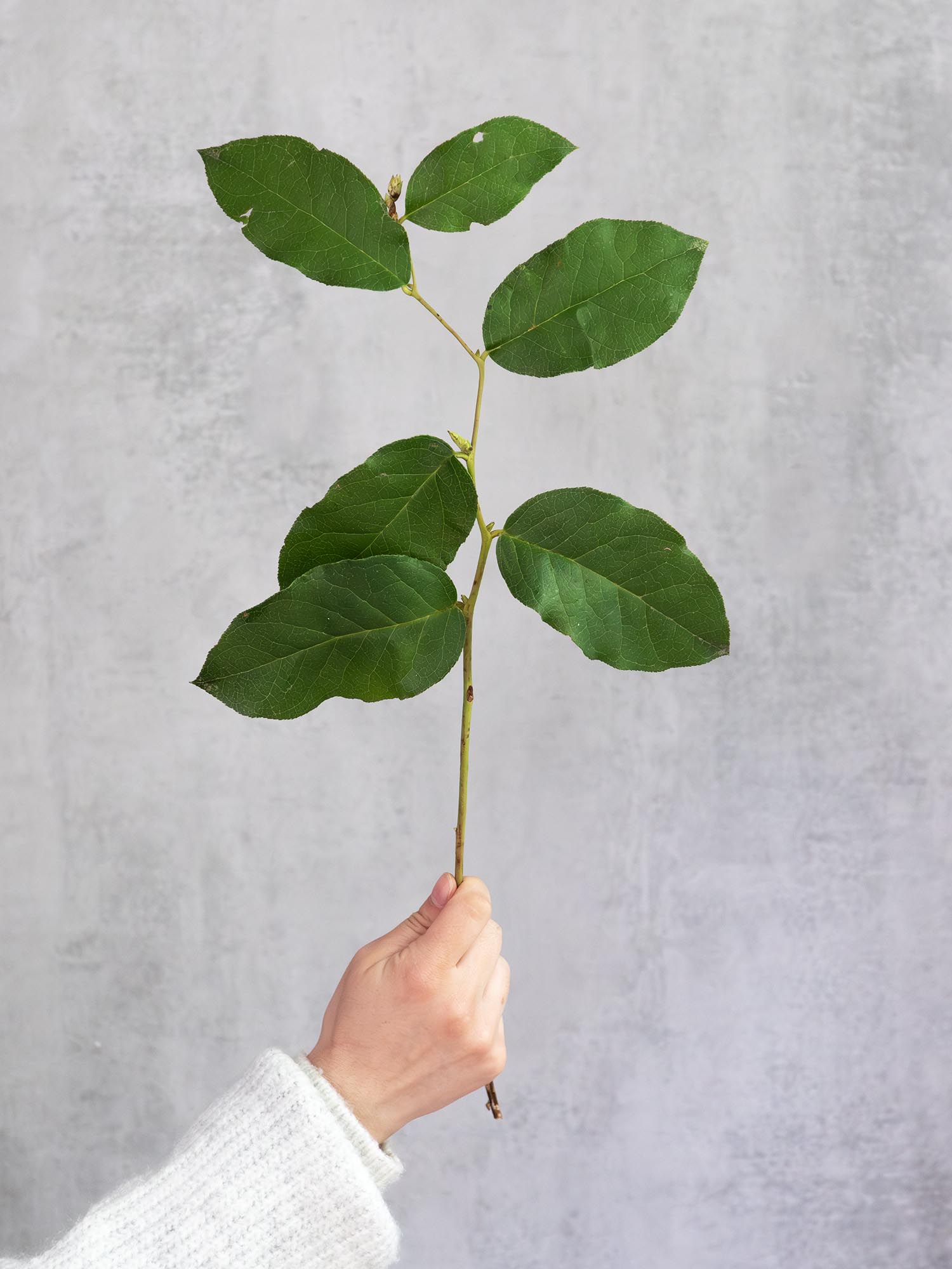 blumigo-salal-exklusives-greenery-schnittgr-n-haltbar image 2