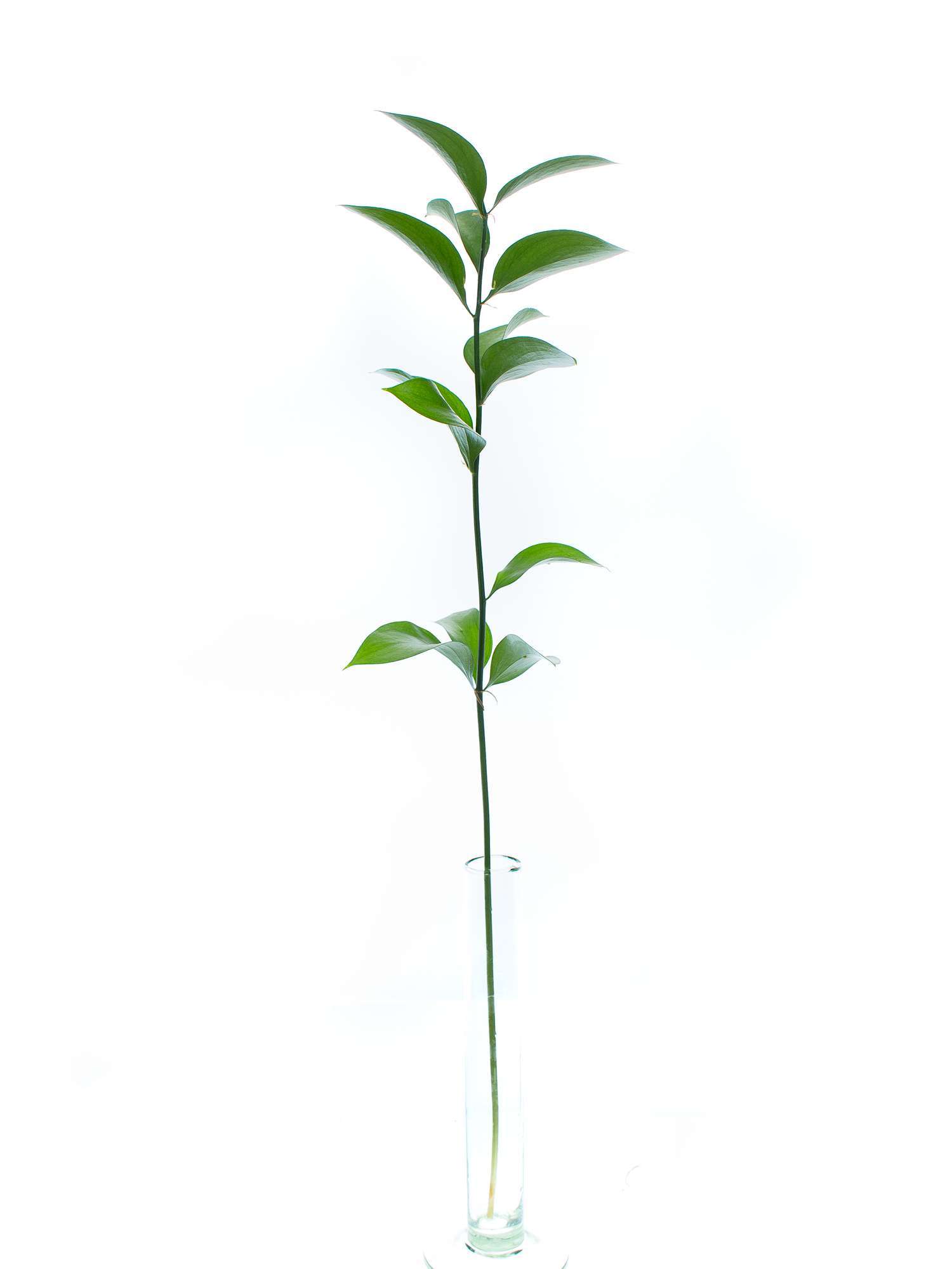 blumigo-blattwerk-ruscus-hypophyllum-bindegr-n-schnittgr-n image 5