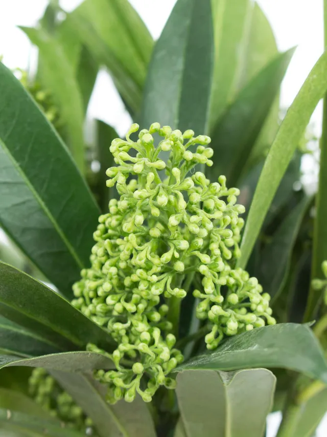 blumigo-exklusives-greenery-skimmia-kew-green-gr-n image 1