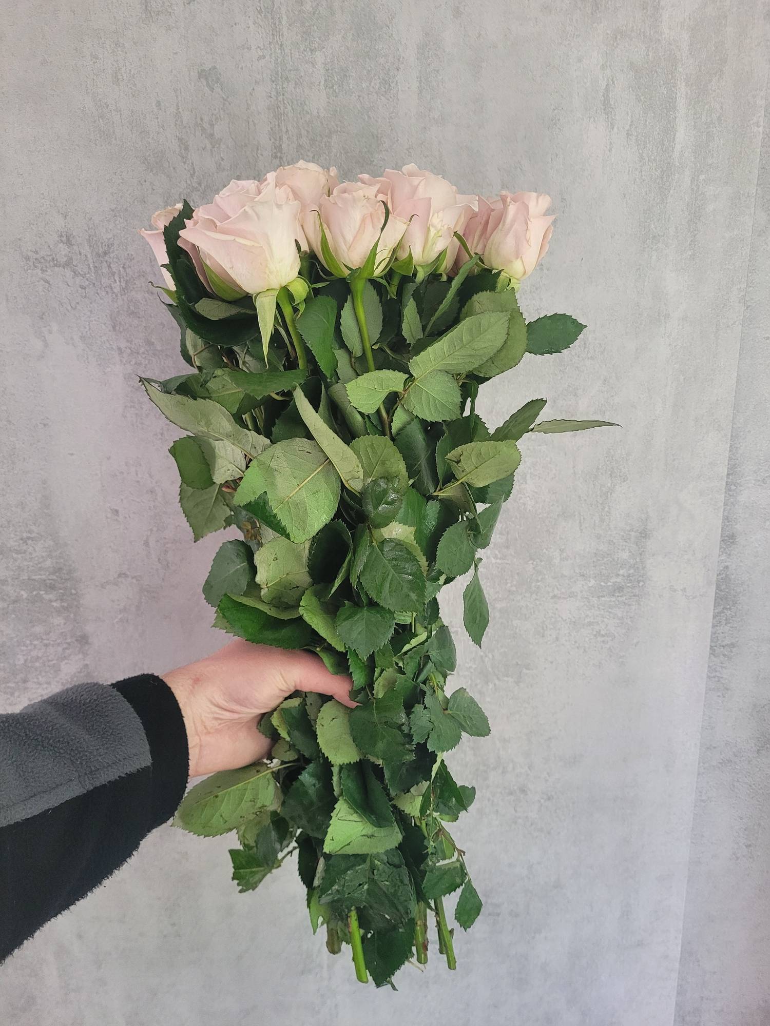 blumigo-la-menta-rose-sand-creme-schnittrose image 2